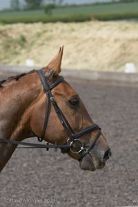 ISIS Dressage Challenge 2008